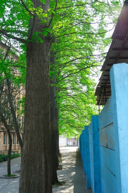 原民生路校区水杉小径